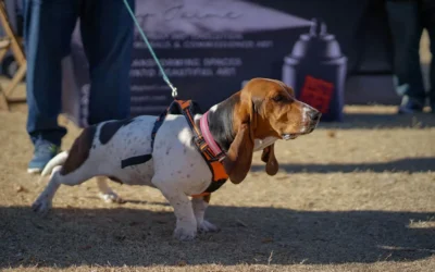 Obedience Training